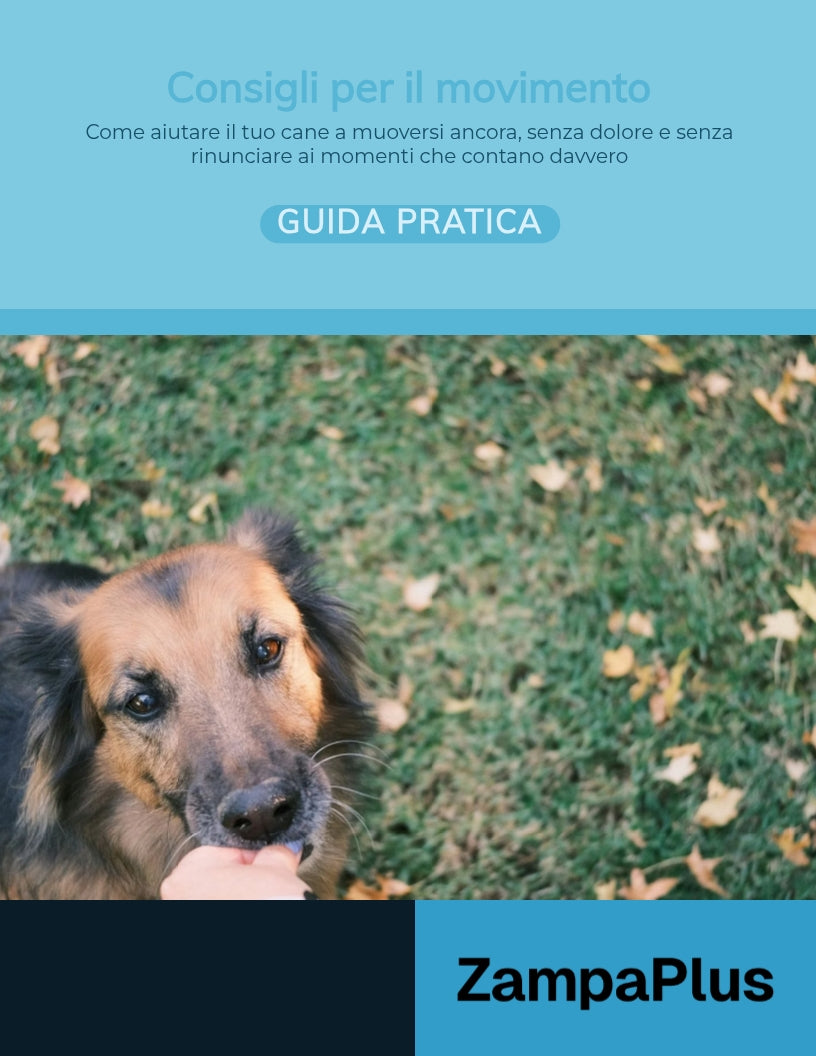 Guida Pratica Per Il Movimento